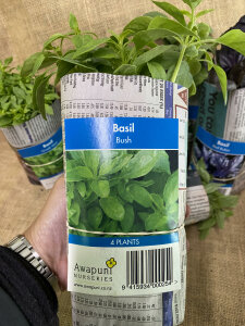 Basil - Bush